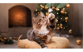 5 способов занять вашу домашнюю кошку на праздники.