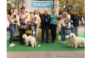 Выставка Одесских домашних идеальных собак