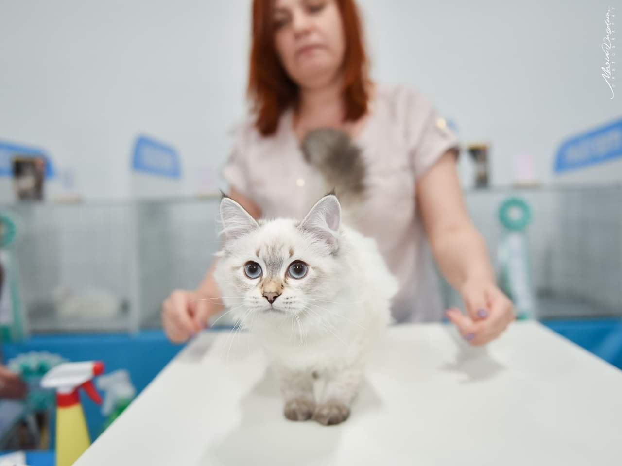 Международная выставка кошек в Одессе