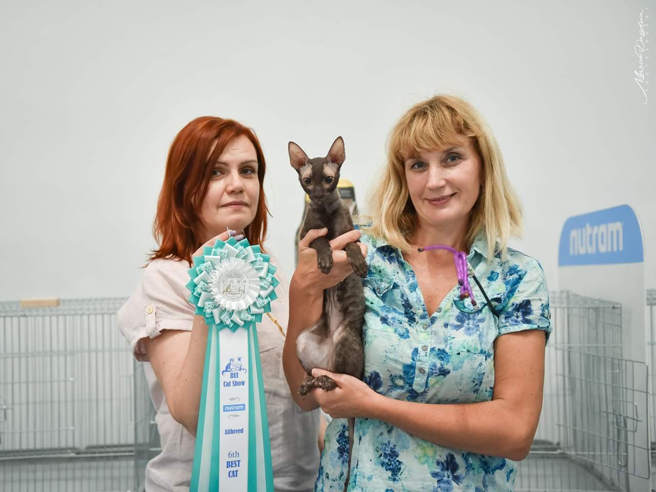 Международная выставка кошек в Одессе
