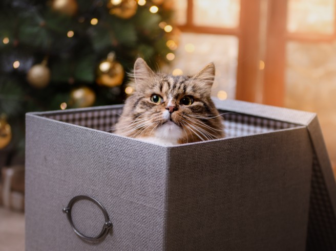 5 способов занять вашу домашнюю кошку на праздники.
